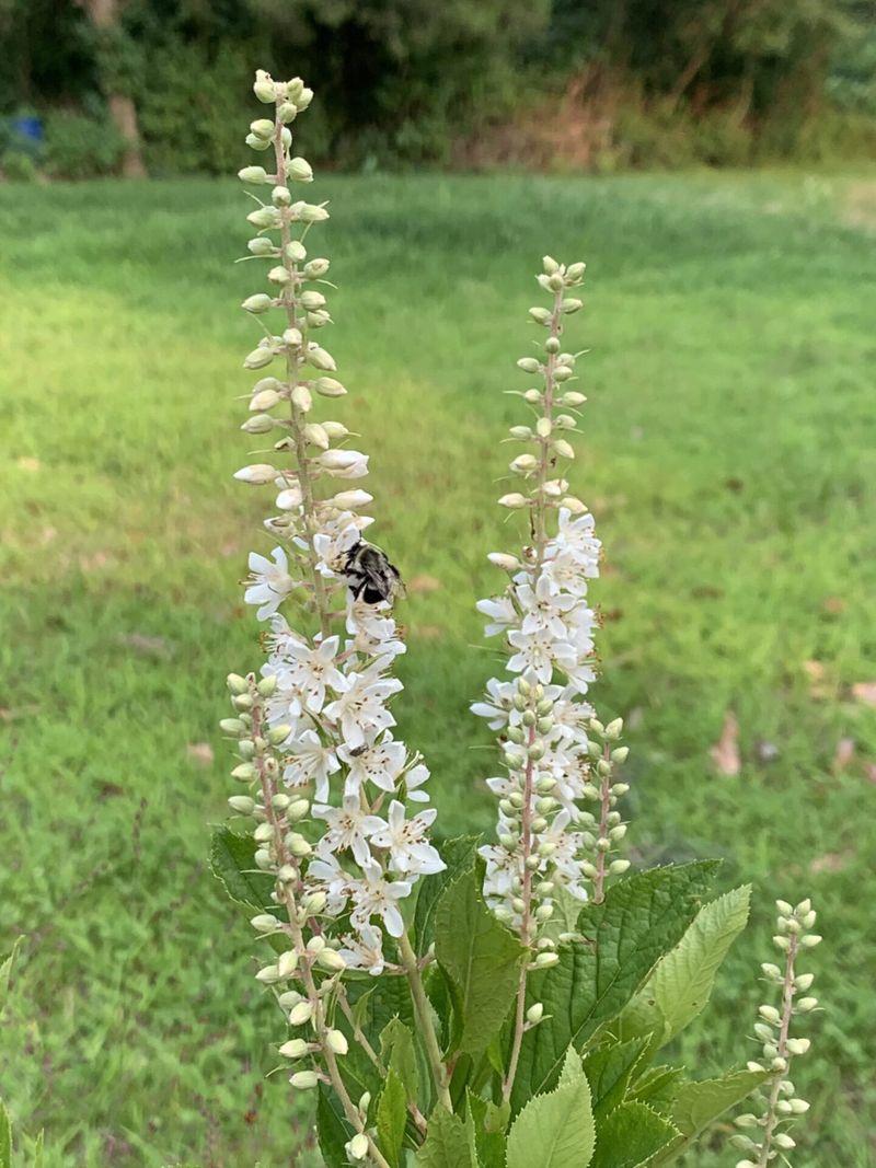 Sweet Pepperbush (Clethra Alnifolia)