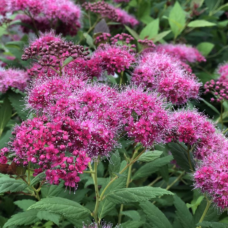 Spirea (Spiraea Spp.)