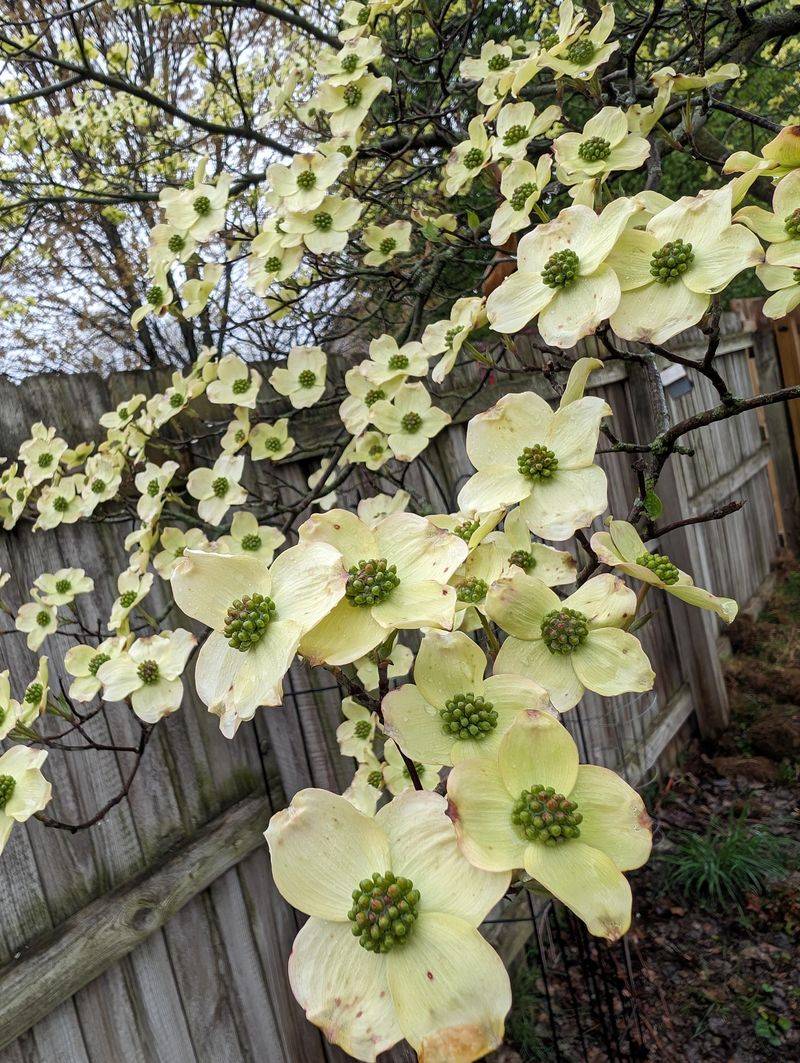 Flowering Dogwood Should Not Be Pruned In Early Spring