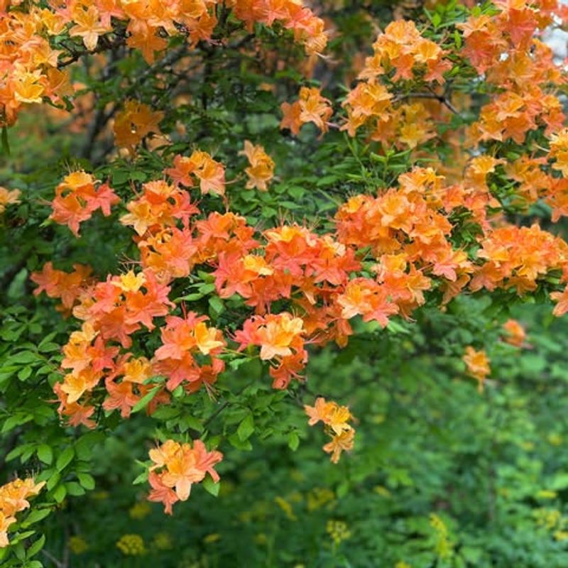 Flame Azalea