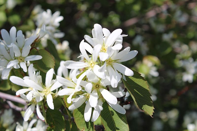Serviceberry Produces Spring Flowers And Summer Berries