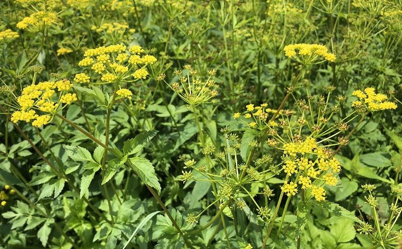 Golden Alexanders