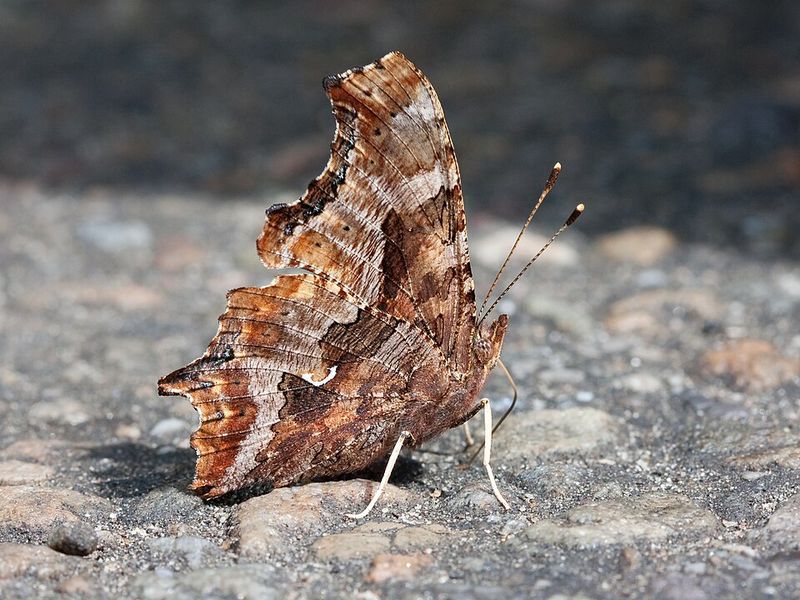 Eastern Comma Appears On Warm Days And Sparks Woodland Activity