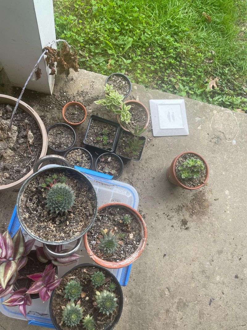 Keep Watering Light During Recovery