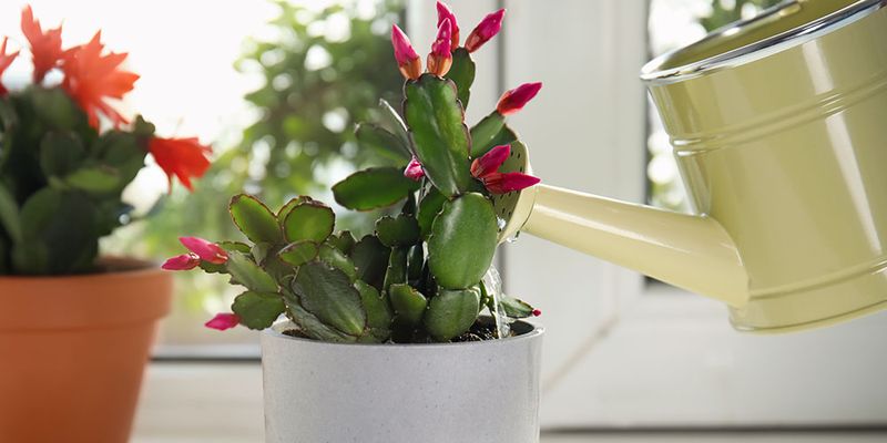 Water Only When The Top Soil Feels Dry