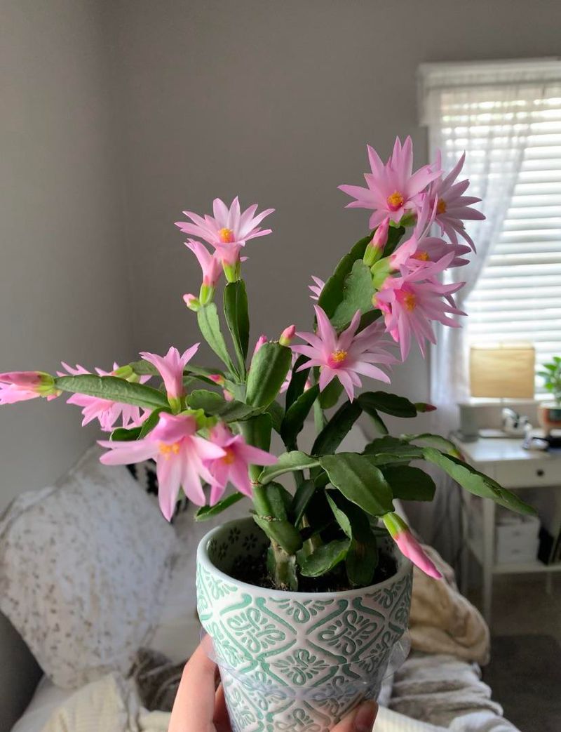 Use Sheer Curtains To Soften Intense Texas Sunlight