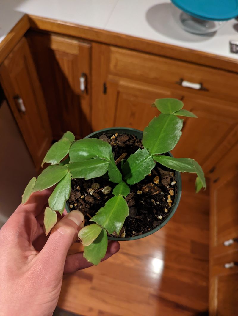 Start A Gentle Spring Watering Routine