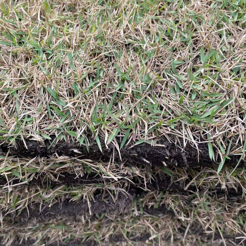 Wait For Full Lawn Recovery After Winter Cold