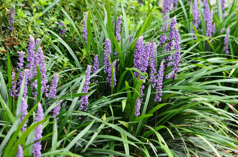 Liriope Creates Tough Groundcover In Dry Shady Conditions
