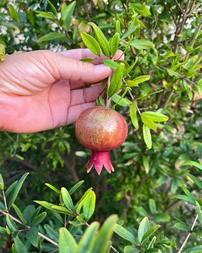 Pomegranate Trees Splitting Open With Jewel-Like Seeds