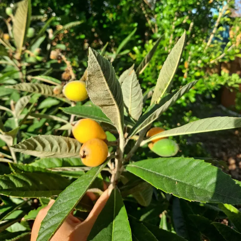 Loquat Trees Handle Planting Better In Warmer Weather