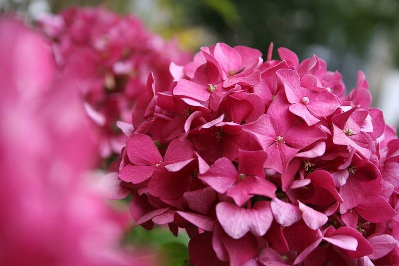 Better Flowers Begin With Smarter Feeding