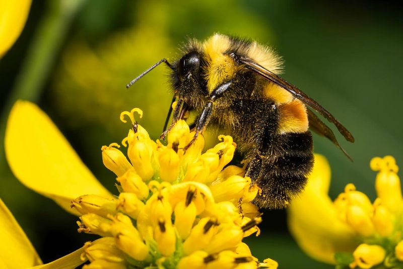 Leave Some Stems Standing To Support Pollinators And Wildlife