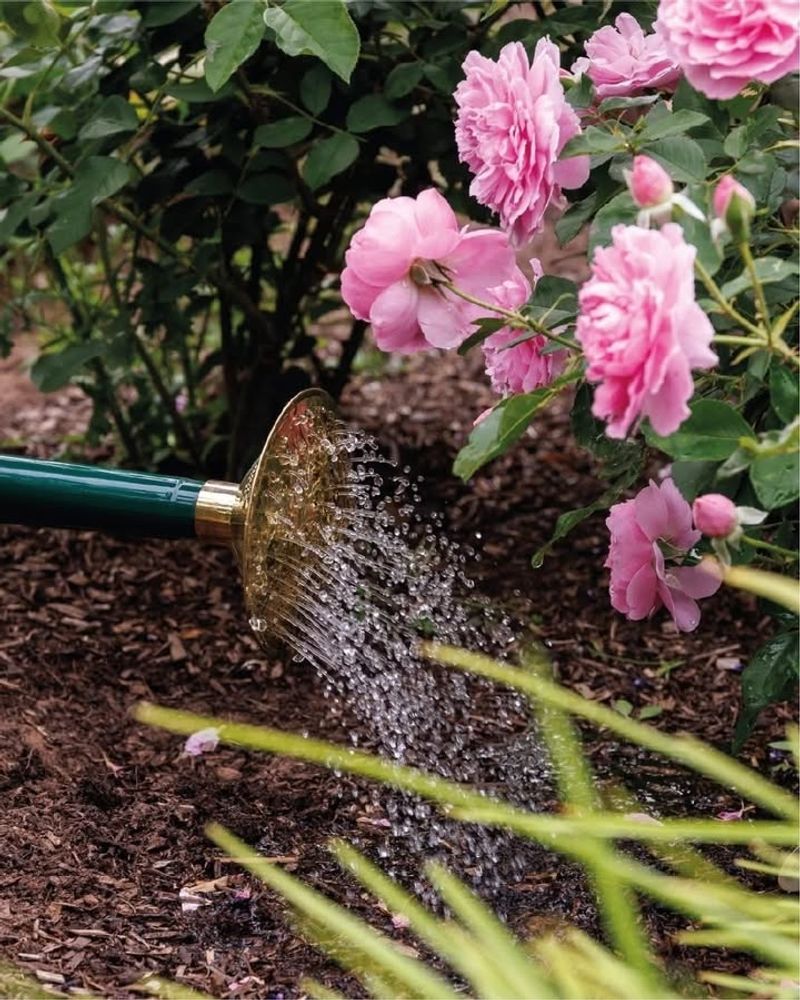 Water Consistently As New Growth Emerges