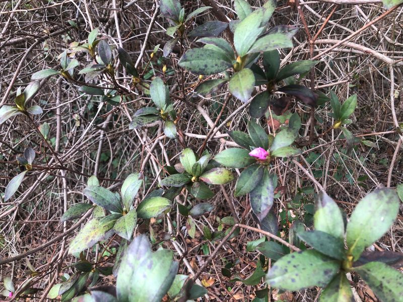 Remove Debris From Around The Plant