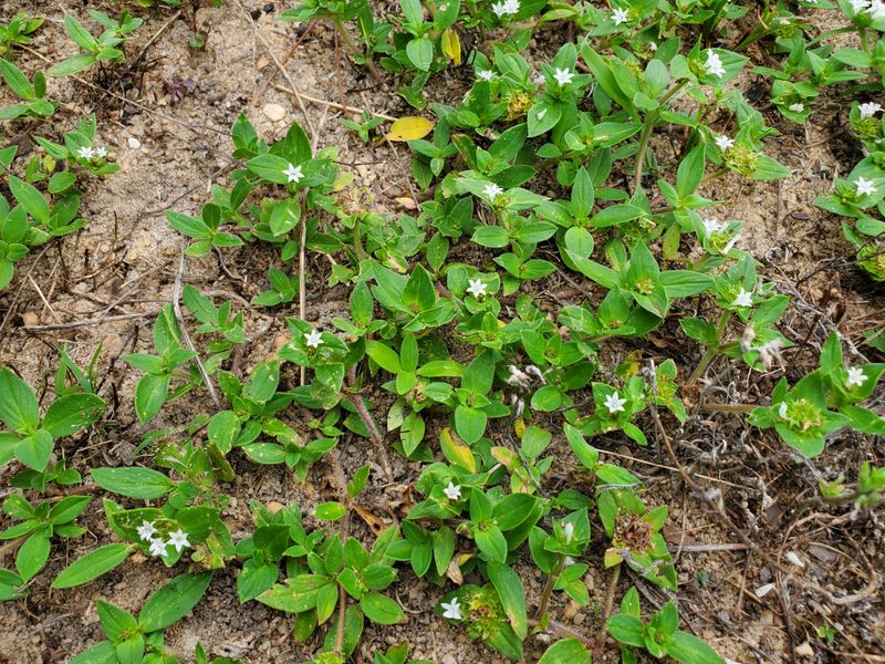 Groundcovers Help Close Every Gap