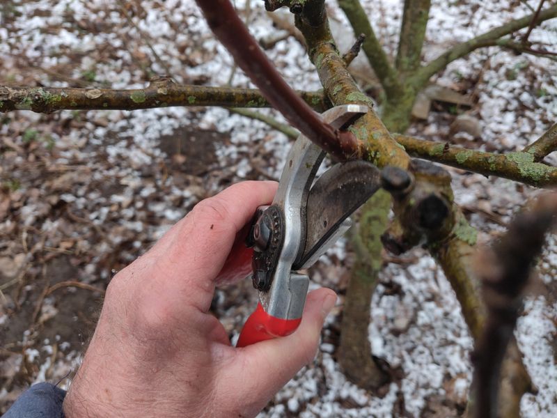 Prune Damaged Branches To Encourage Fresh Growth