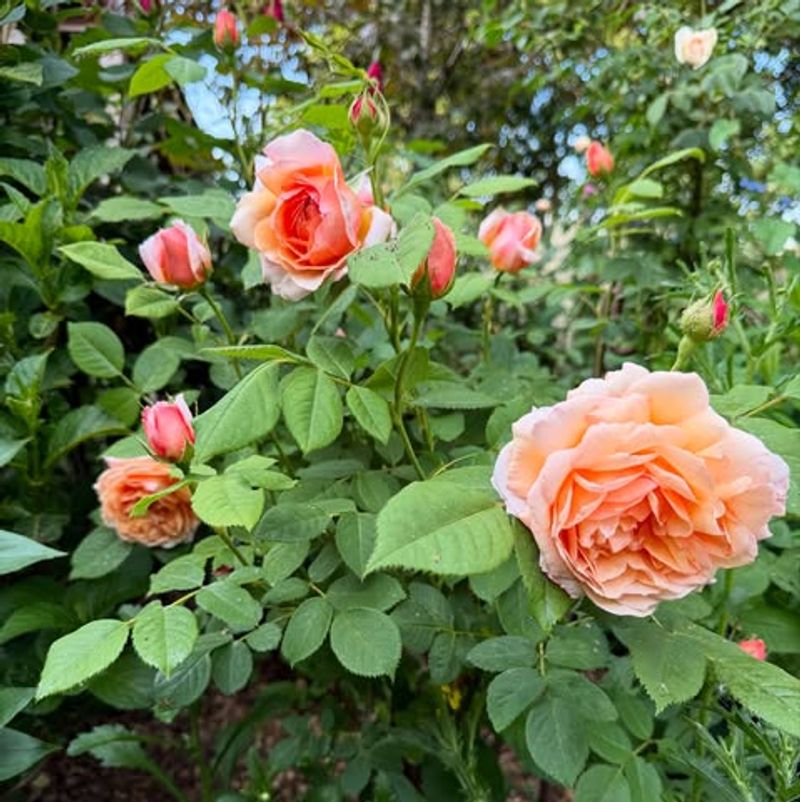 Full Sun Drives Better Flower Production