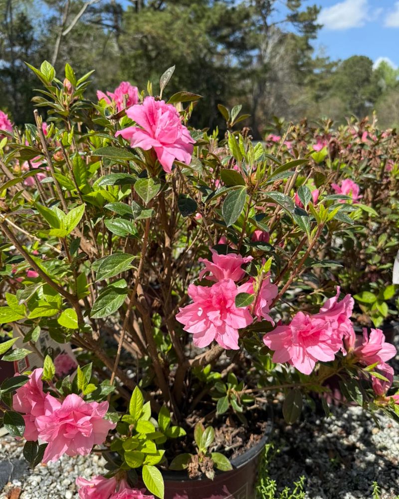 Acidic Soil Keeps Leaves Green And Bloom Ready