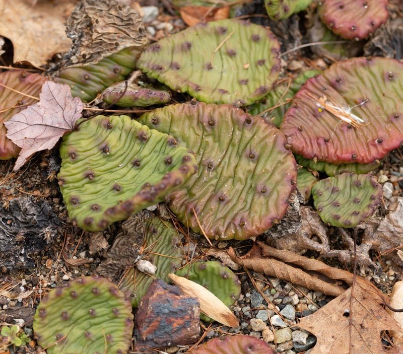 Remove Damaged or Diseased Pads