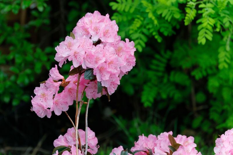 Feed Lightly In Spring