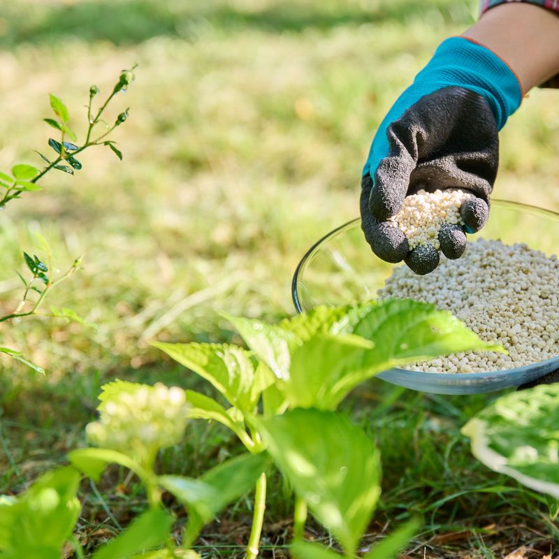 Feed Your Plants Without Overdoing It