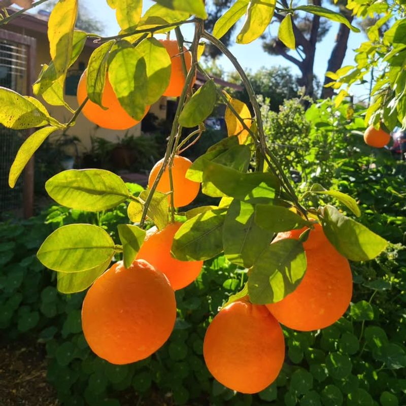 Frost Protection For Late Cold Nights