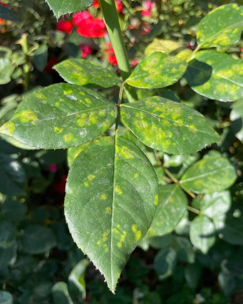 Check For Pests And Prevent Problems Early