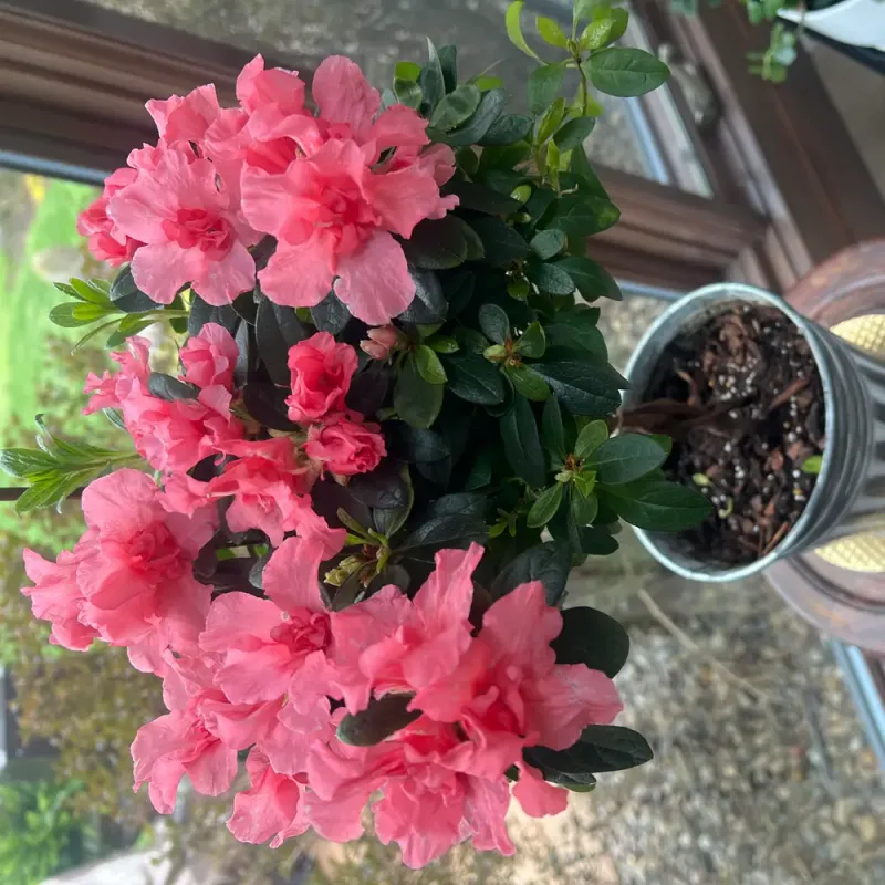 Water Regularly, Especially During Dry Spells