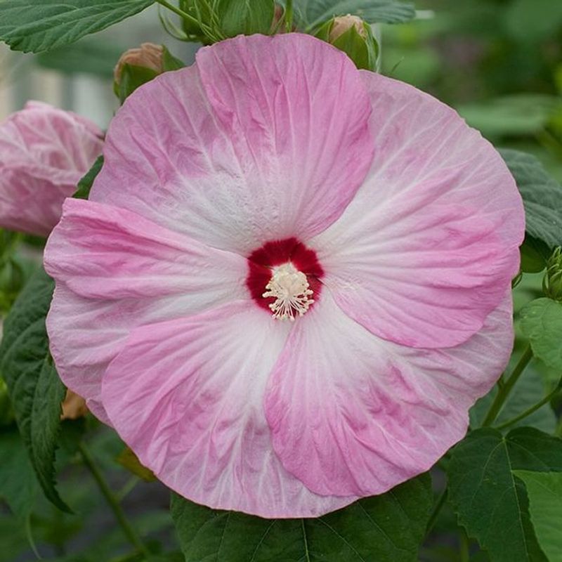 Expect Large Blooms In Mid To Late Summer