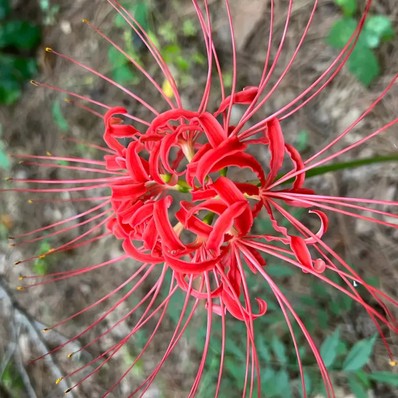 Feeding In Spring And After Bloom Can Boost Performance