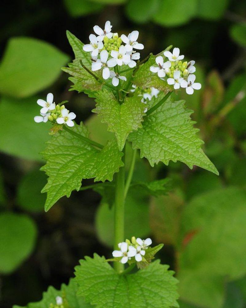 Garlic Mustard Popping Up Where You Least Expect