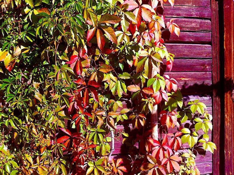 Virginia Creeper Delivers Stunning Fall Color On Walls And Fences