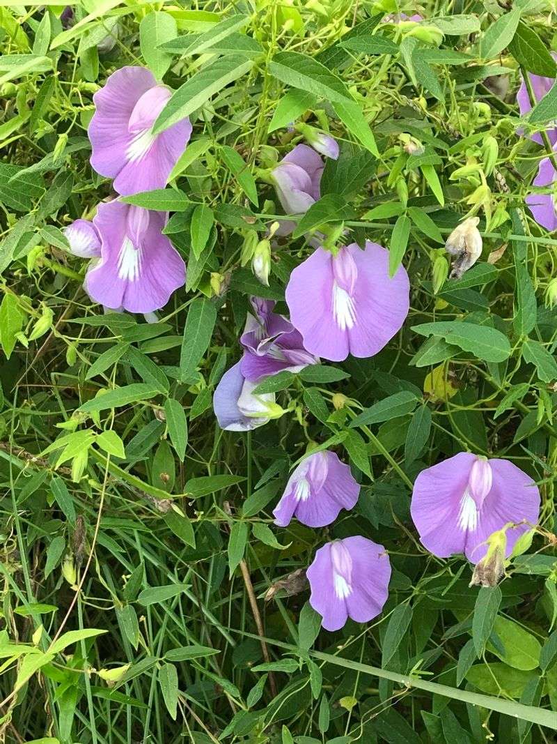 Butterfly Pea (Centrosema Virginianum)