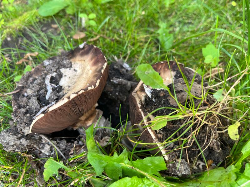 Organic Matter Below Ground Often Feeds Lawn Mushrooms