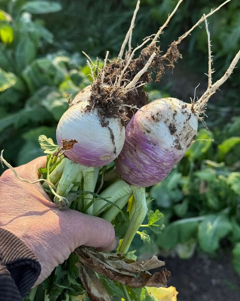 Turnips