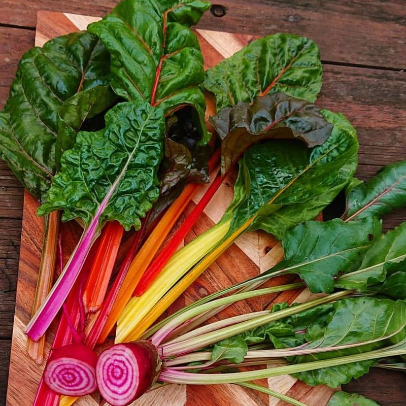 Swiss Chard Showing Off Rainbow Stems