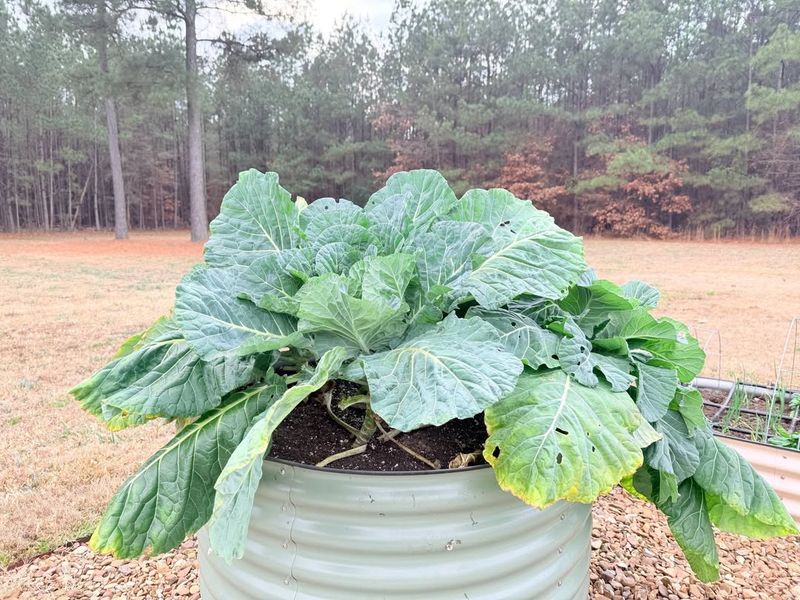 Collard Greens Develop Well When Sown At The Start Of Spring