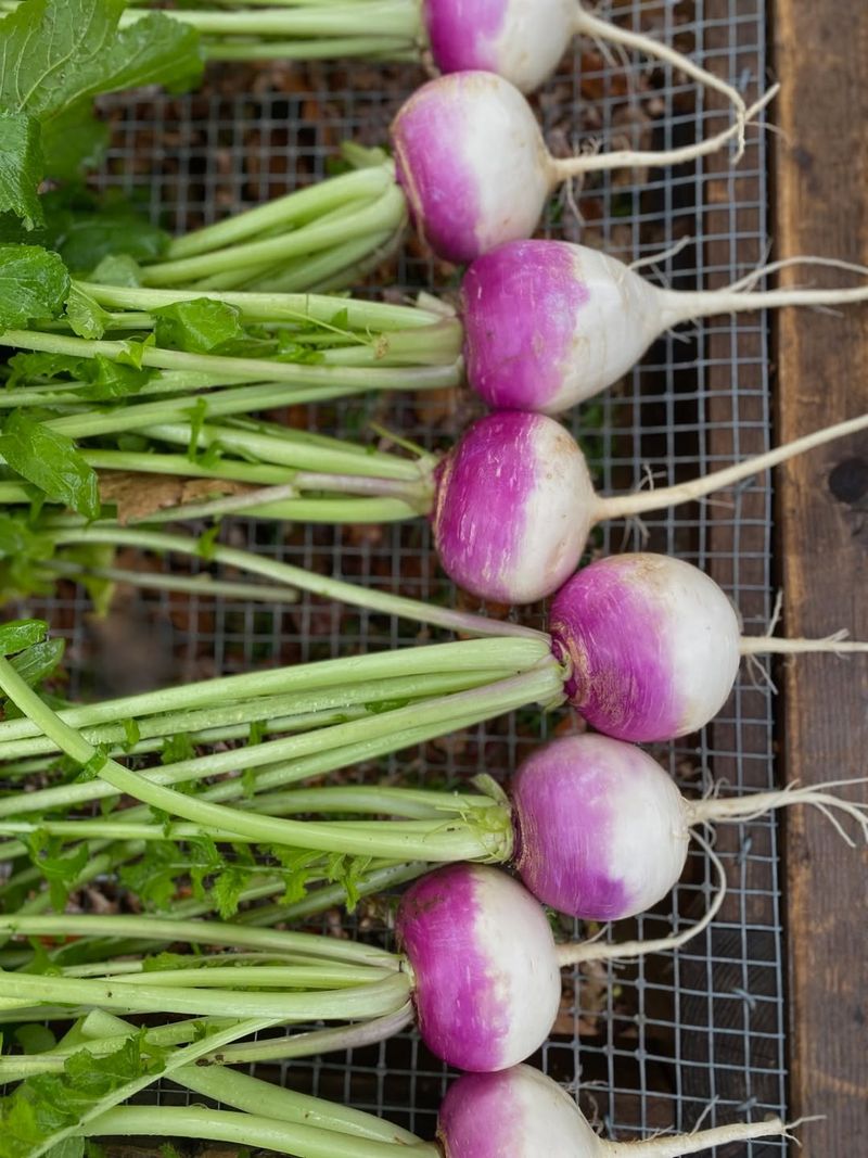 Turnips Bringing Earthy Flavor