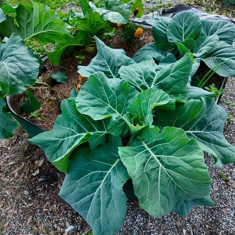 Collards And Their Classic Southern Taste