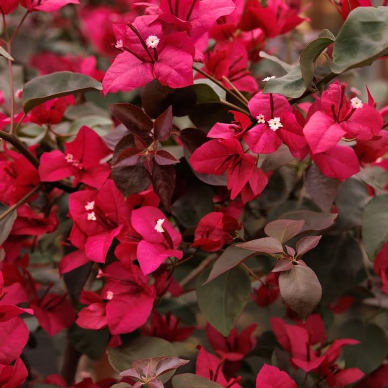 Bougainvillea