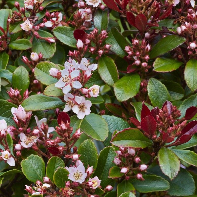 Indian Hawthorn (Rhaphiolepis Indica)