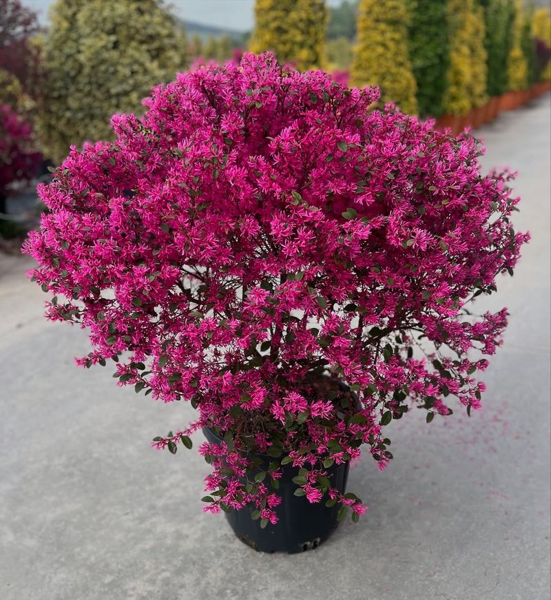 Loropetalum (Loropetalum Chinense)