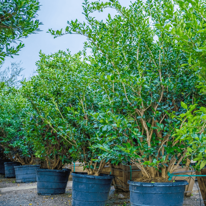 Japanese Privet (Ligustrum japonicum)