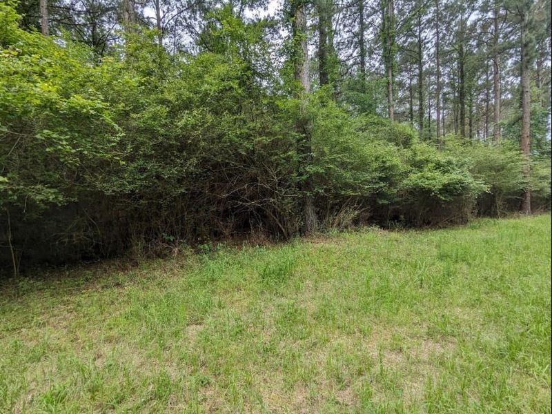Privet Grows Aggressively And Can Take Over Surrounding Areas