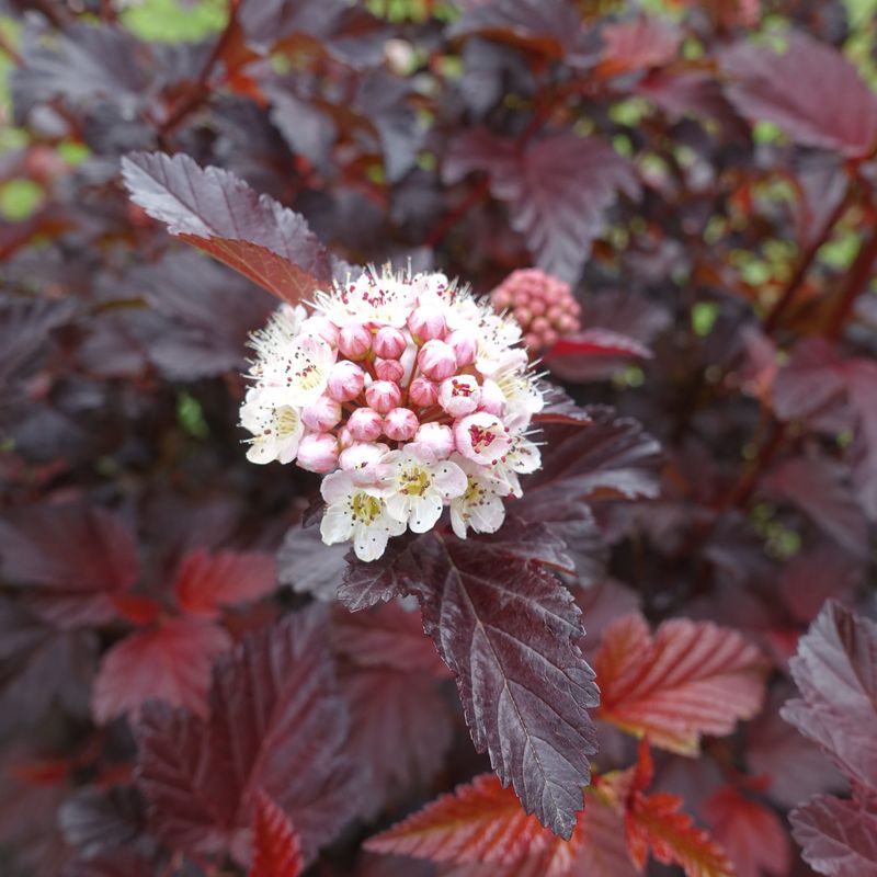 Ninebark Fills In Fast With Texture And Color