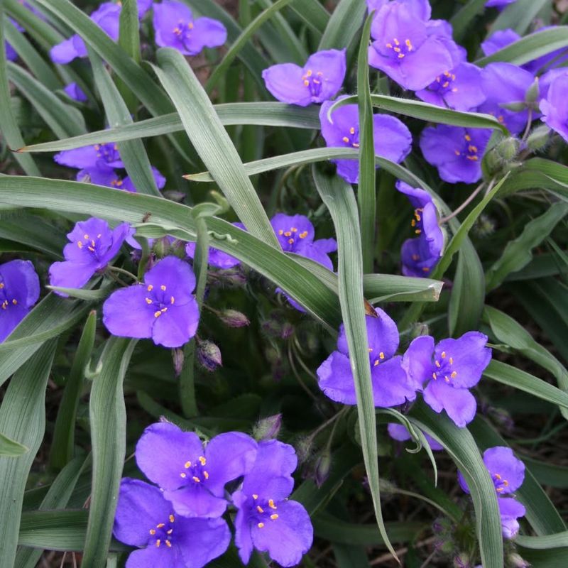Texas Spiderwort Opening Bright Blooms By Morning