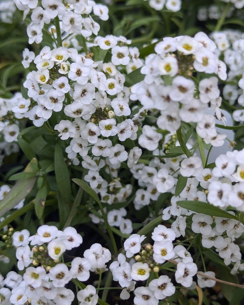 Alyssum Creating A Soft Fragrant Flower Carpet