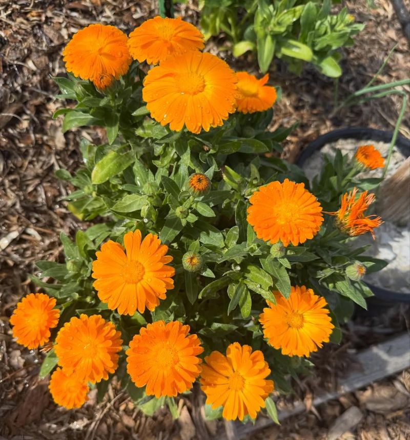 Calendula With Mild Golden Petals