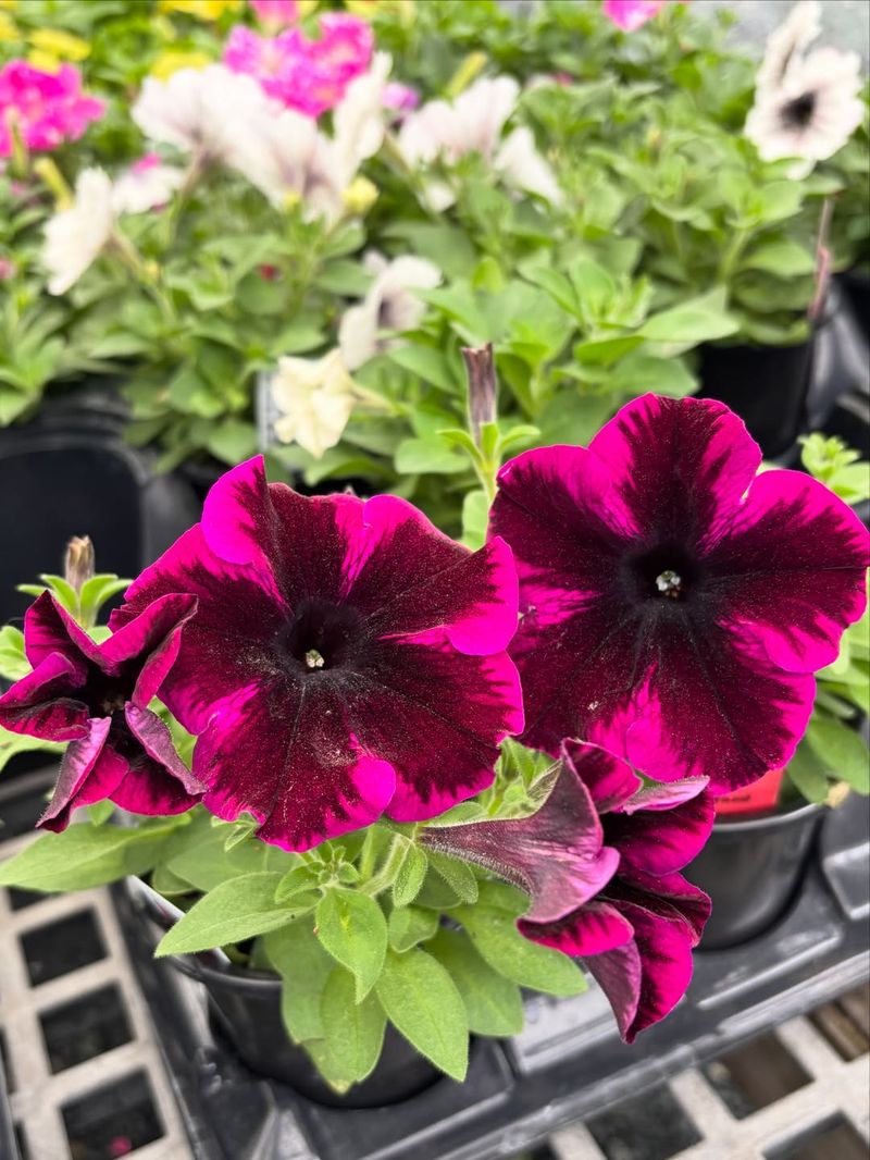 Petunias